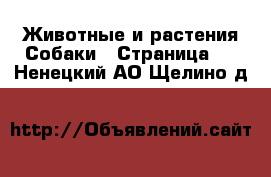 Животные и растения Собаки - Страница 6 . Ненецкий АО,Щелино д.